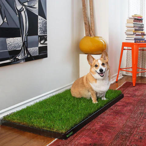 Doggie Lawn indoor pee pad alternative